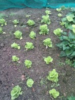 20100215Farm Visit15.jpg